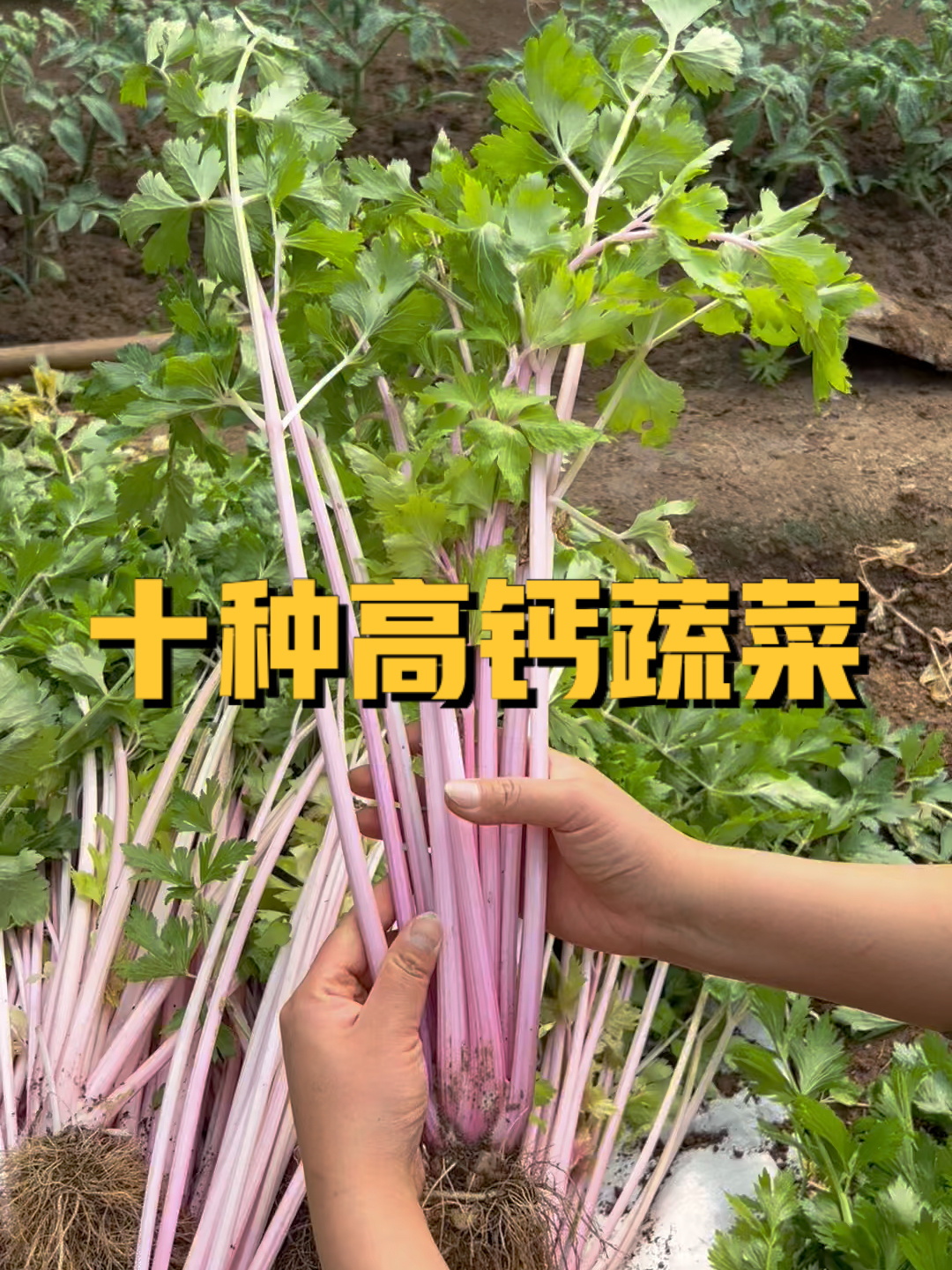 十种高钙蔬菜