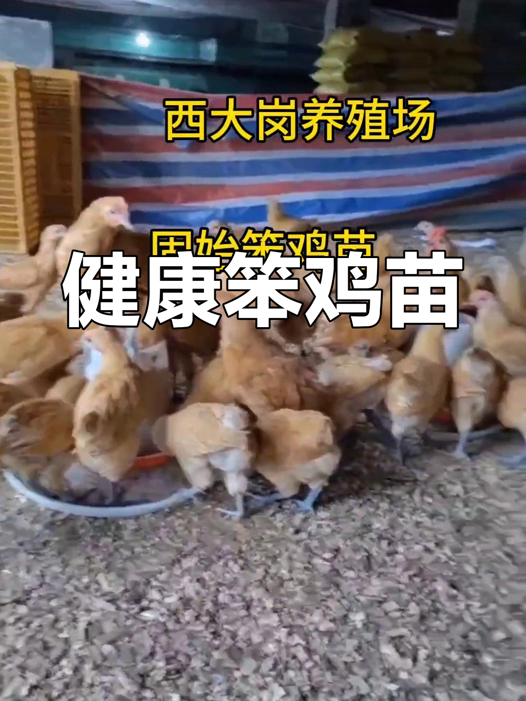 固始笨鸡苗,健康疫苗齐全,欢迎选购!