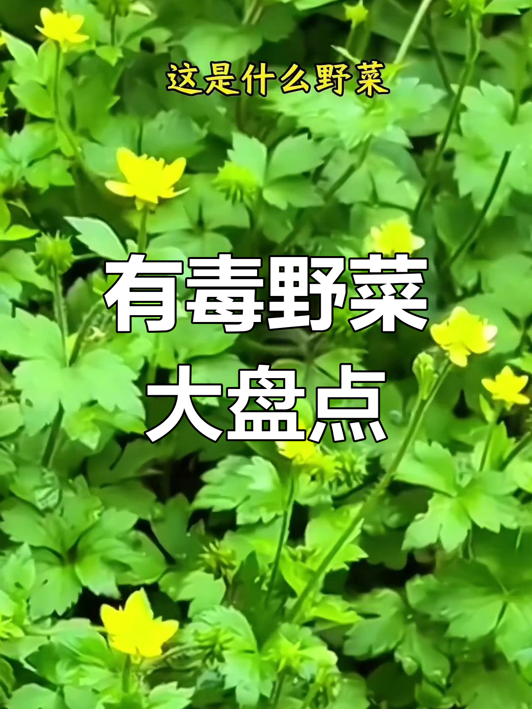 12种常见有毒野菜,误食可能致命