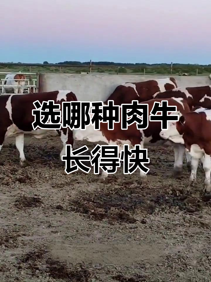 选择什么品种的肉牛才能长得快?北方西门塔尔与南方黄牛对比