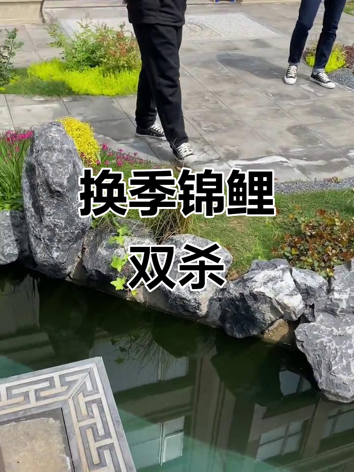 锦鲤鱼池换季双杀技巧，超滤机助力健康成长