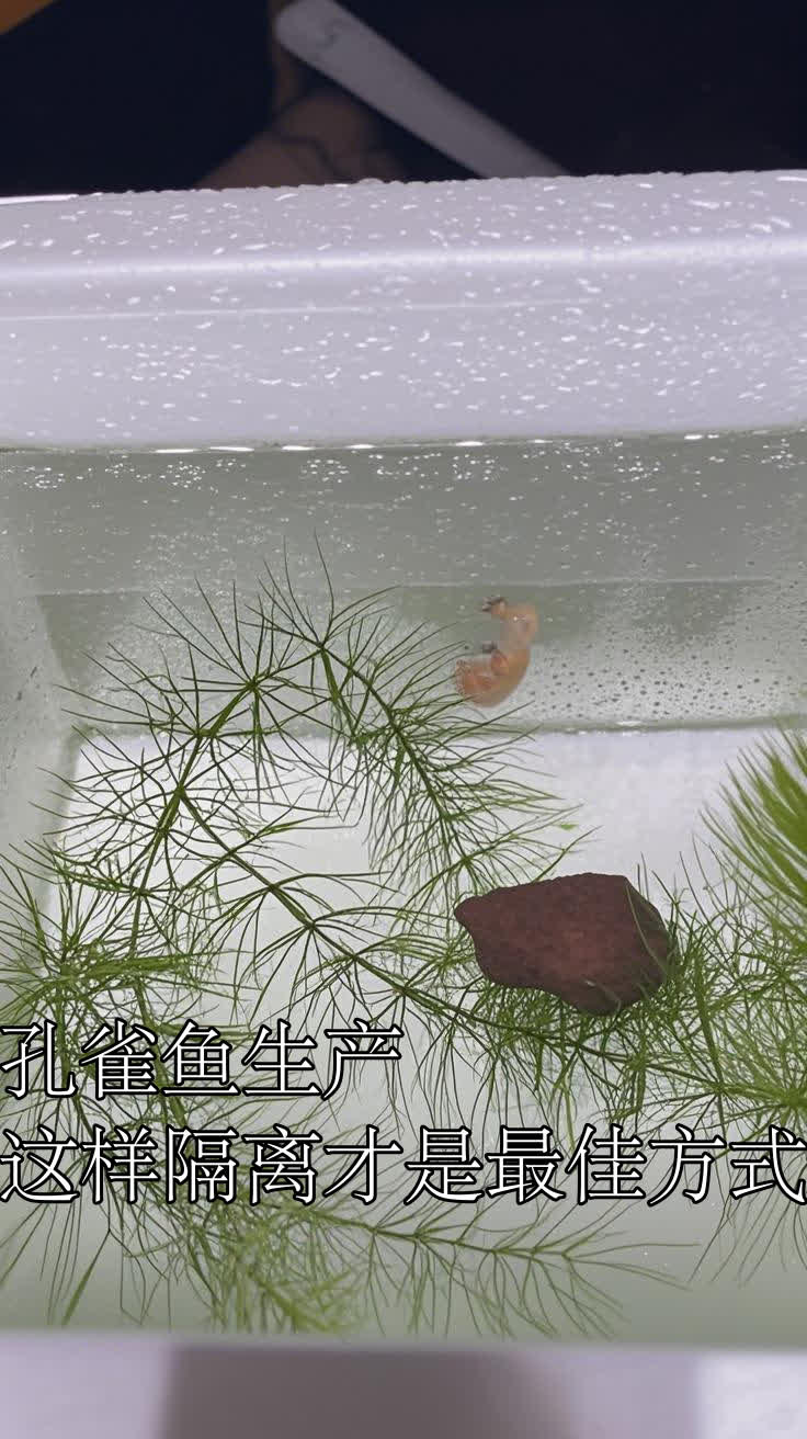 孔雀鱼生产，这样隔离才是最佳方式
