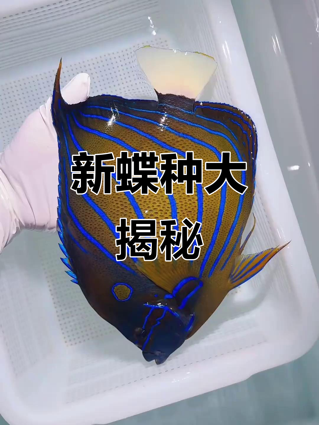 2024年新蝶种登场，蓝环、金刀等惊艳亮相！