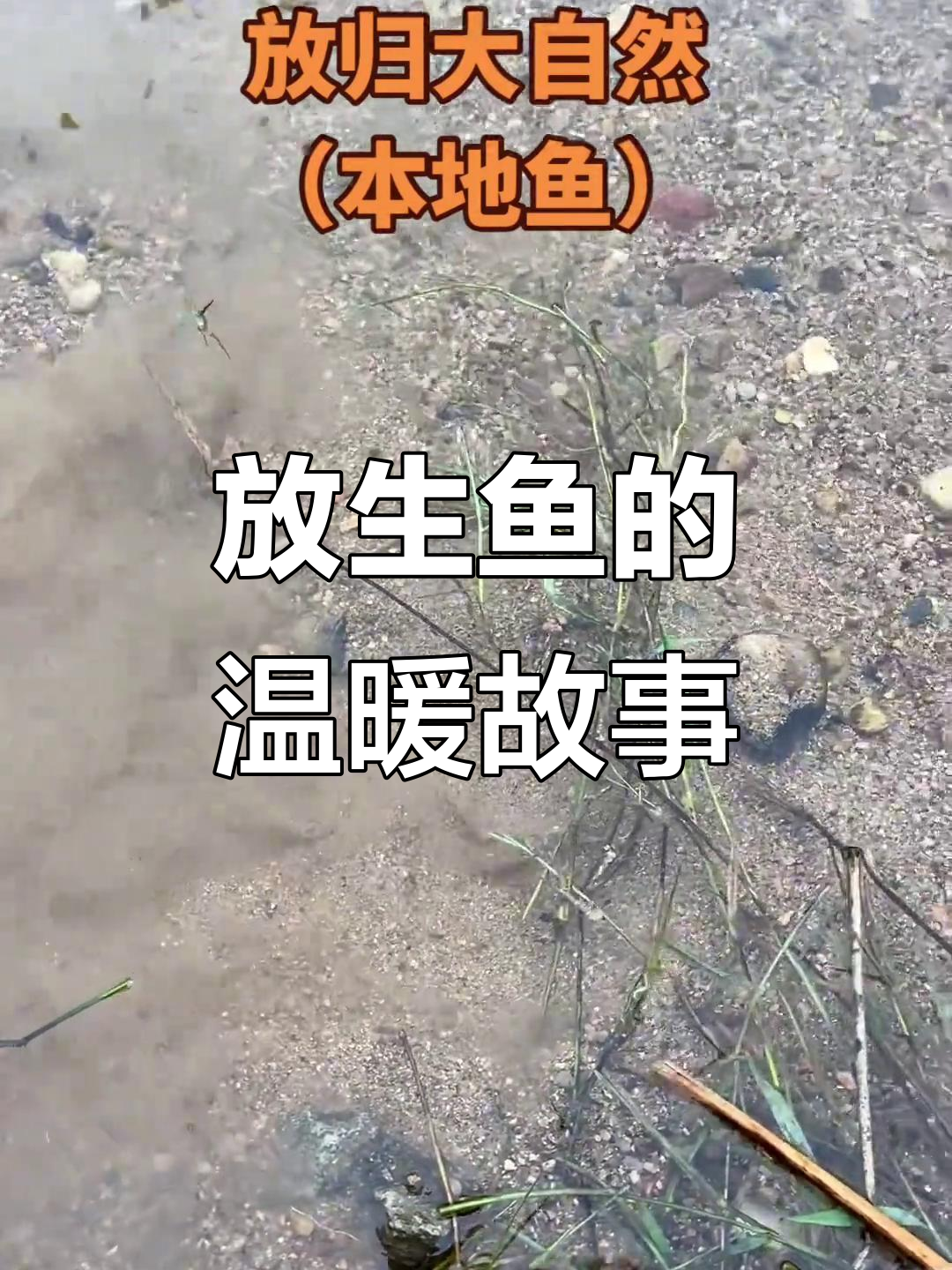 过年放生鱼，每条都有归处