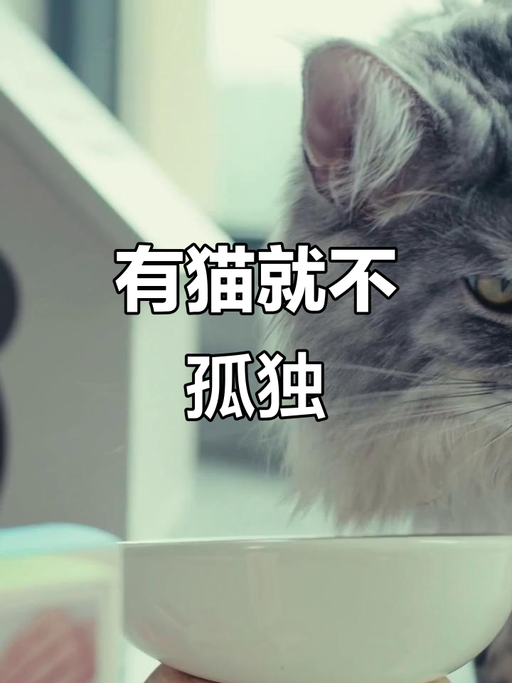 夏日室内,猫咪陪伴让孤单不再
