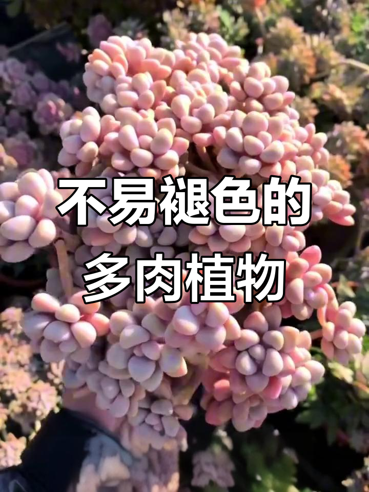 夏季不易褪色的10款多肉植物,美丽又耐养