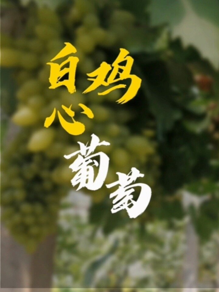 果肉丰厚,酸甜脆口,云南白鸡心葡萄上线了