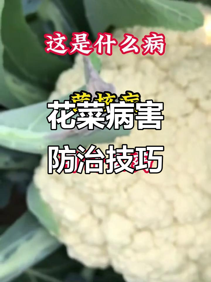 花菜常见病害及防治方法,灰霉病、黑斑病全解析
