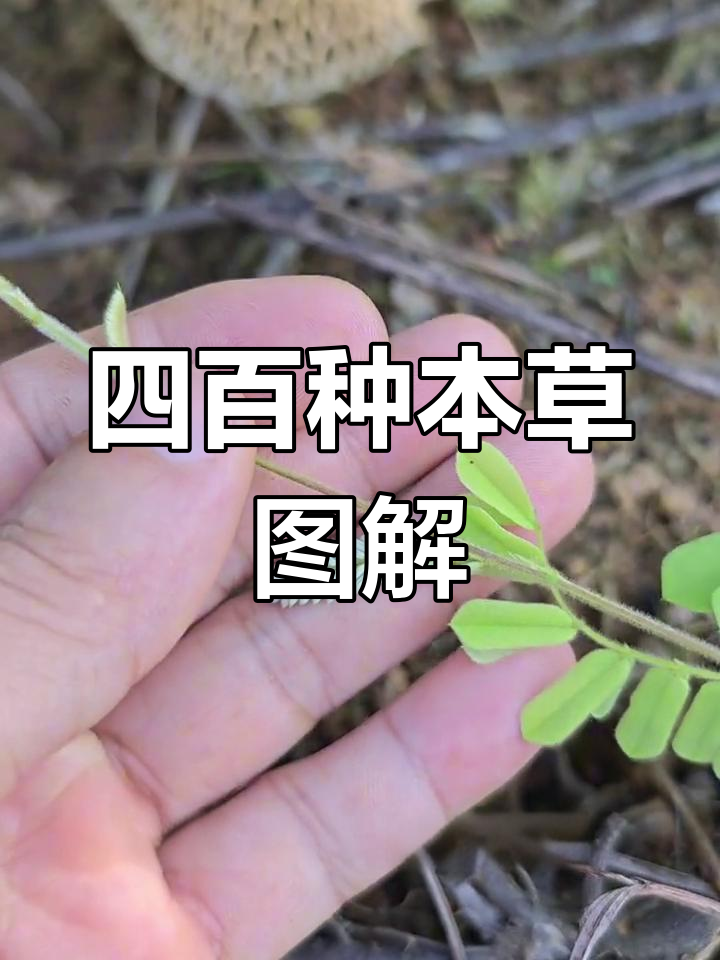 鸡骨草的独特价值与应用,四百多种植物图鉴
