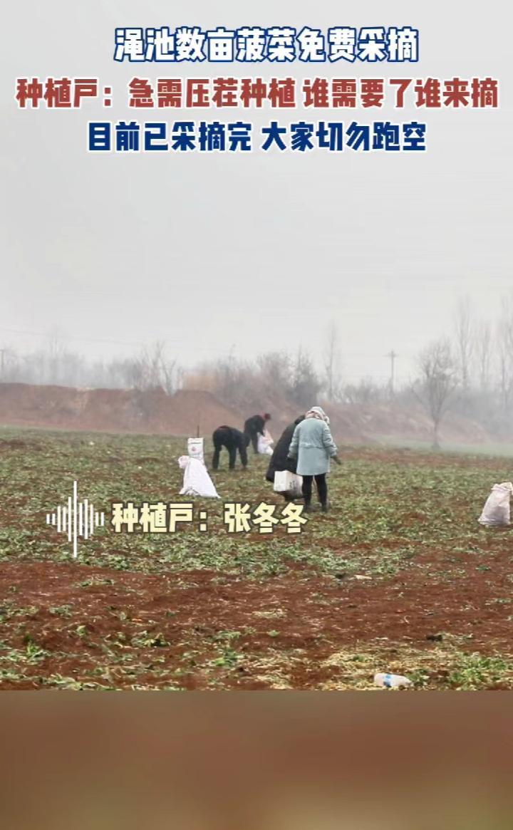 偷菠菜?抢菠菜?真相竟是这样……