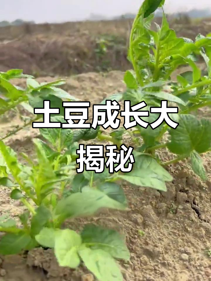 土豆生长全过程揭秘,原来是这样长大的!