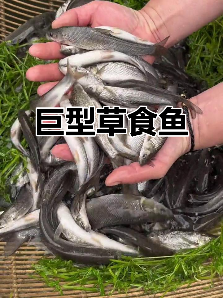 这种草食鱼,吃草能长到一米多,体重可达30斤