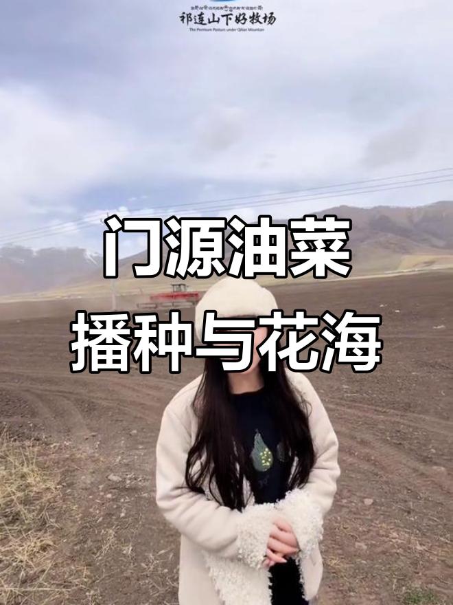青海门源油菜花开，高原小油菜带来丰收希望