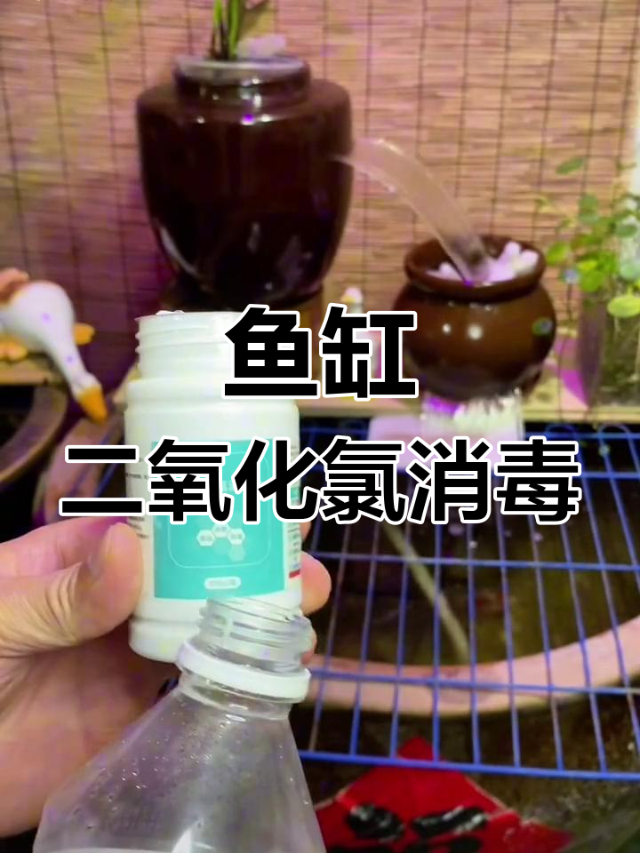 二氧化氯鱼缸消毒方法,每月一次