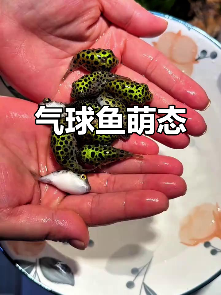 这鱼生气时膨胀成球,萌得不行!