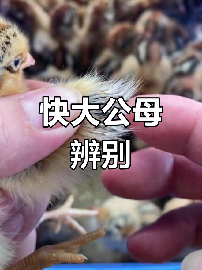 公母青脚麻鸡苗鉴别技巧，轻松掌握！