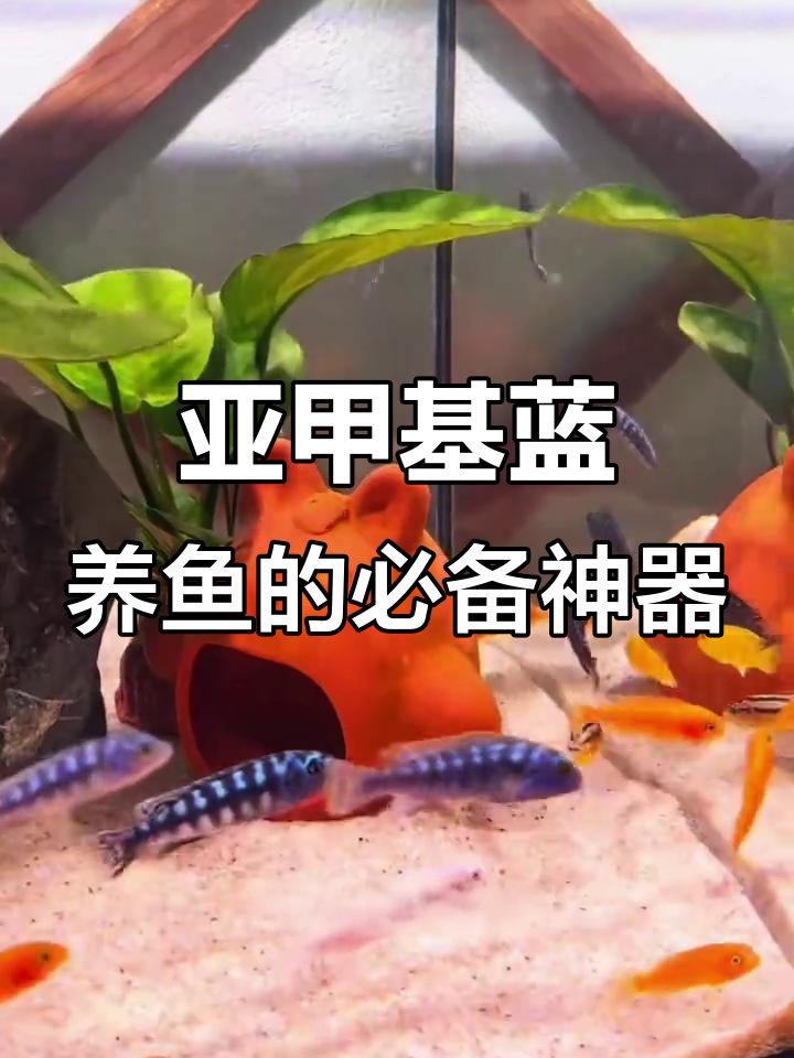新鱼入缸必看！亚甲基蓝帮你保护鱼儿健康