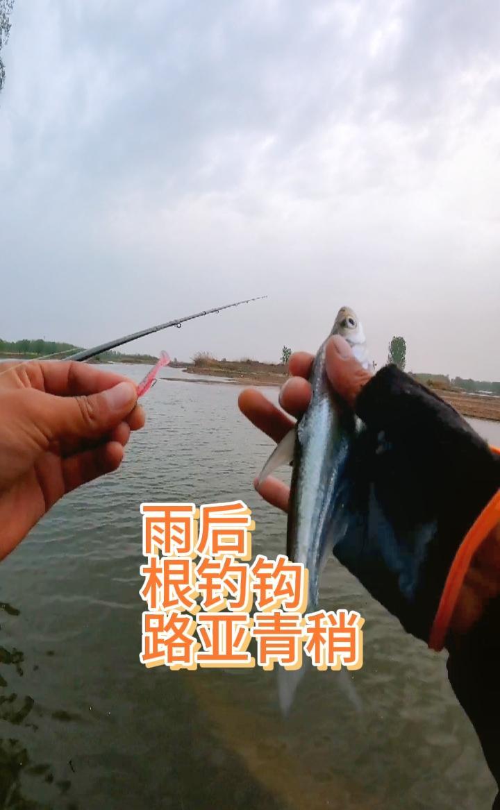 雨后野河路亚青稍,3.5根钓钩配超小T尾,第一竿就上鱼,感觉真棒