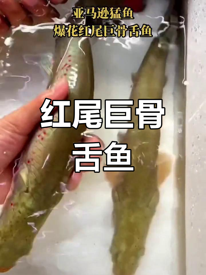 亚马逊猛鱼:红尾巨骨舌鱼,尺寸多样