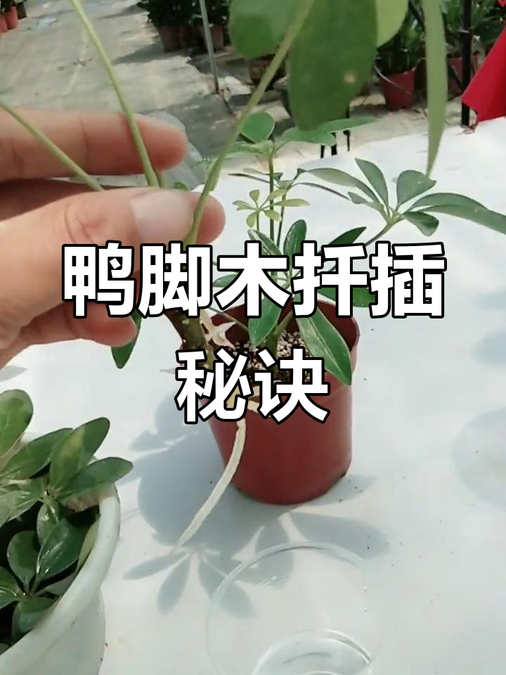 鸭脚木扦插轻松搞定,水培土栽都能生根!