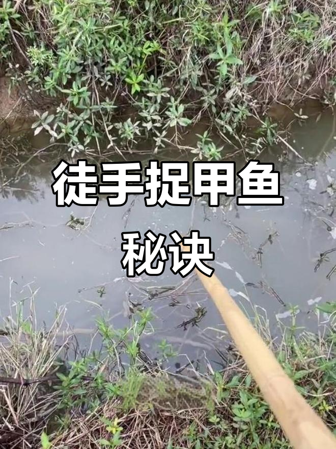徒手抓甲鱼技巧大揭秘,流水口找甲鱼的绝招