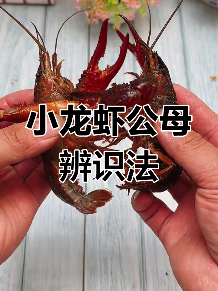如何分辨小龙虾公母？掌握这些技巧轻松辨别