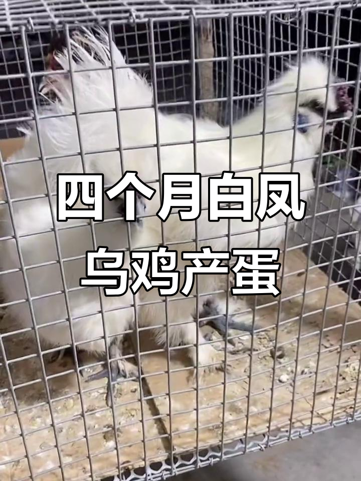白凤乌鸡与帽子鸡的养殖生活,四个月已开始产蛋