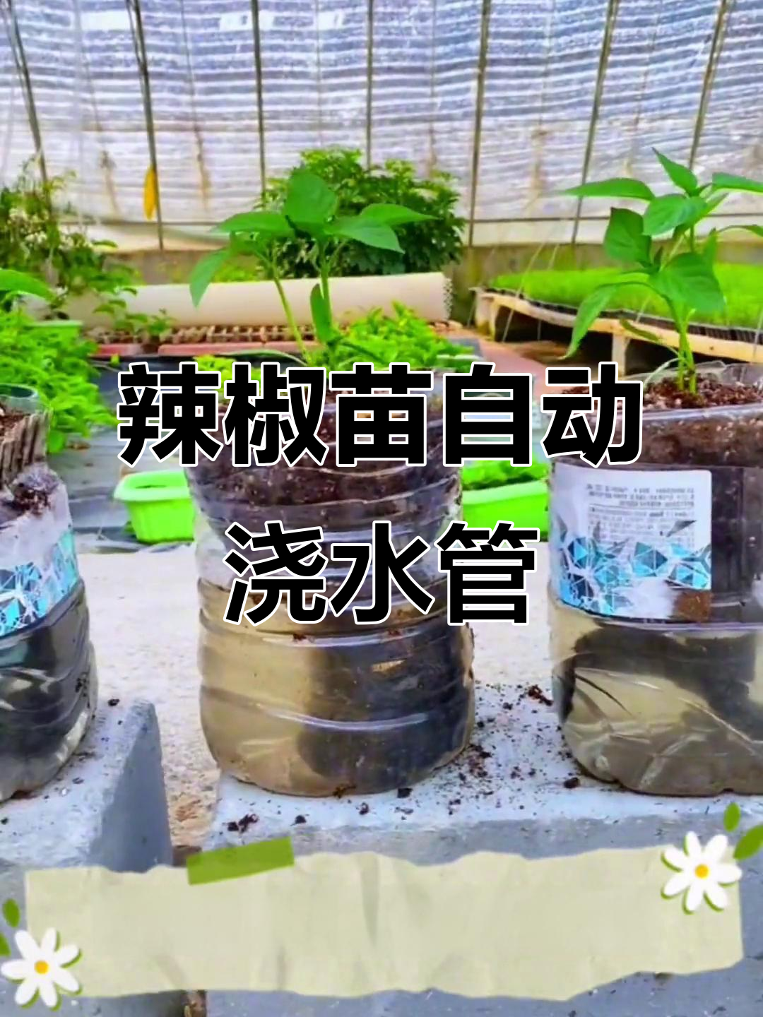 自制辣椒自动浇水装置,油桶变神器
