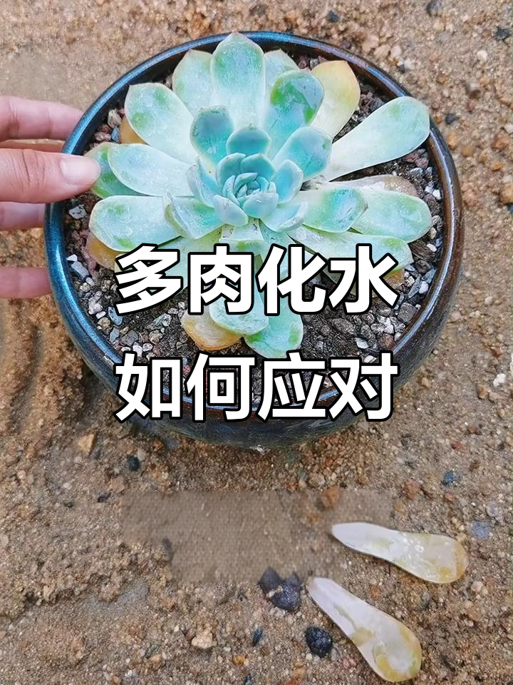 多肉化水黑腐怎么办？通风、土疏松，叶片变软及时处理
