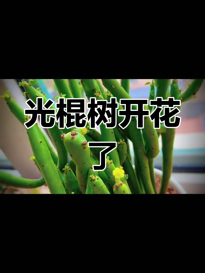 光棍树意外开花,小黄花惊艳绽放