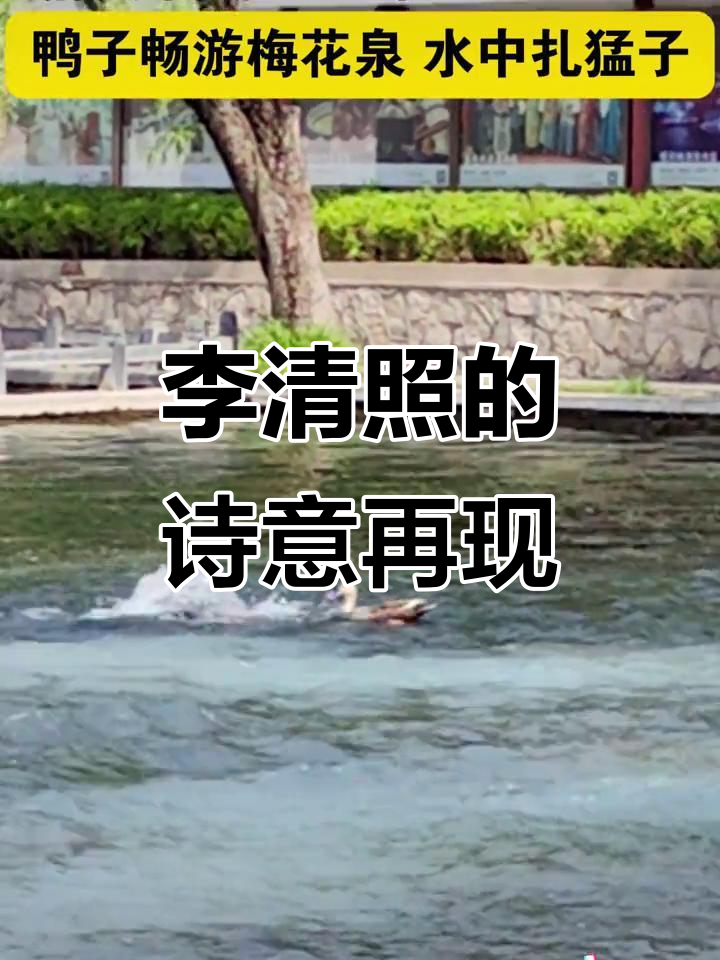 鸭子扎猛子,李清照词句在济南古城生动呈现