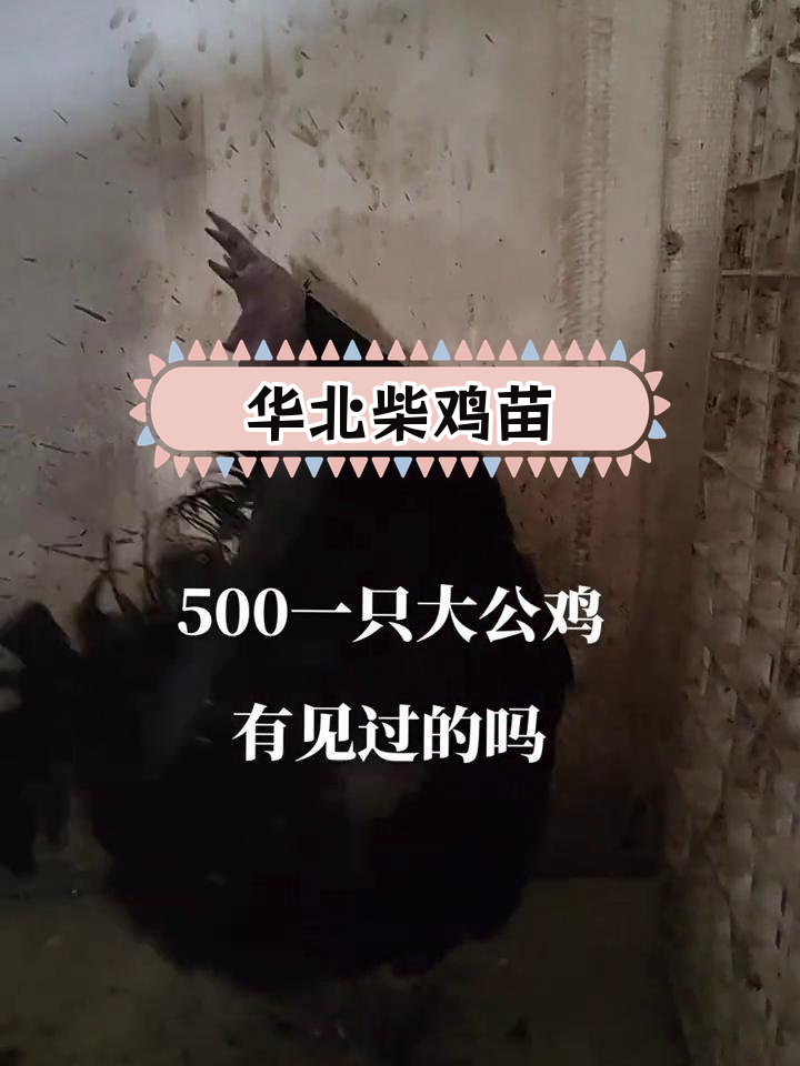 华北柴鸡苗 五黑绿壳贵妃鸡