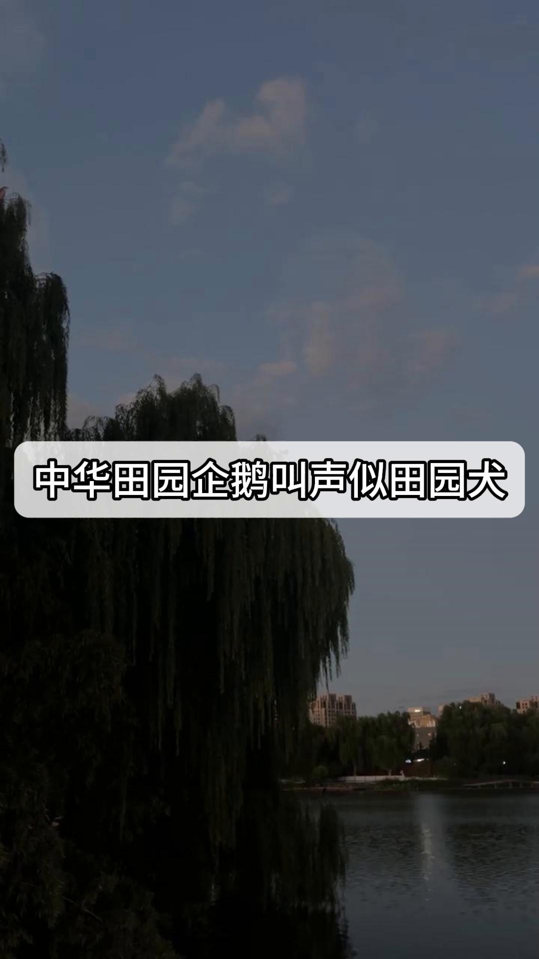 中华田园企鹅叫声似田园犬