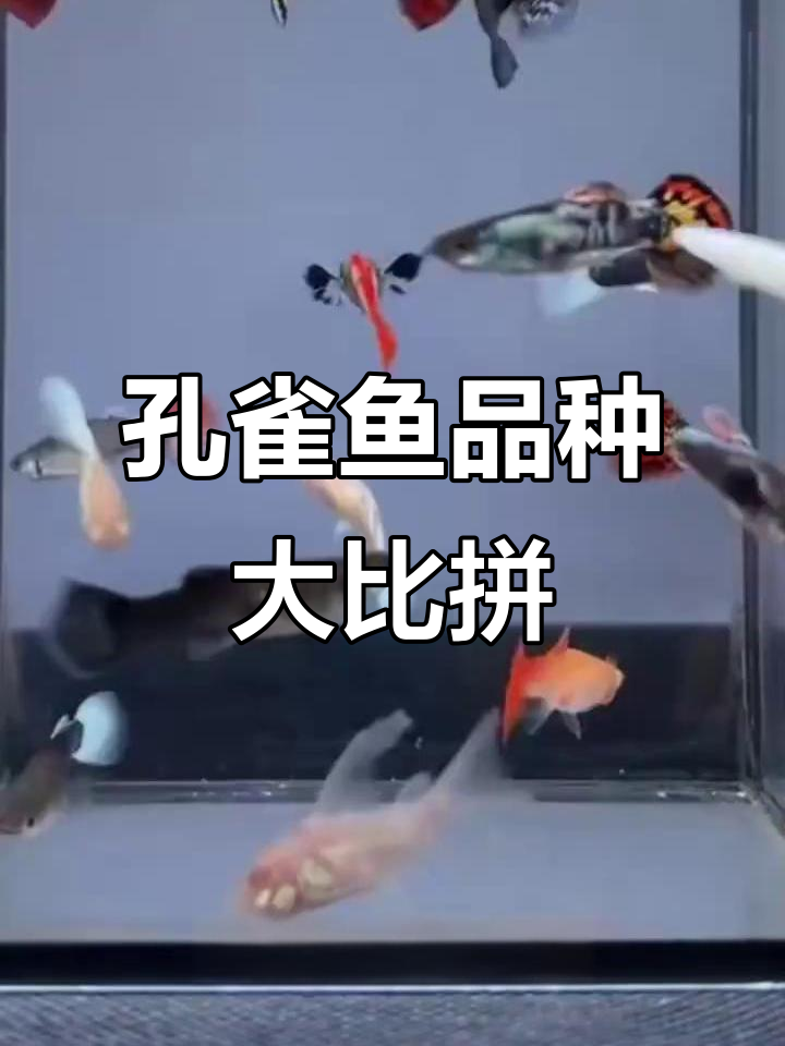 孔雀鱼各具魅力,你最爱哪一款?