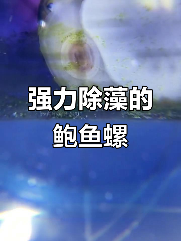 鲍鱼螺:可爱又强力的海洋除藻利器,了解它的生长与分布