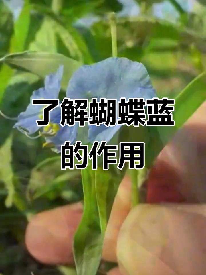 鸭趾草：蝴蝶蓝的秘密与神奇作用