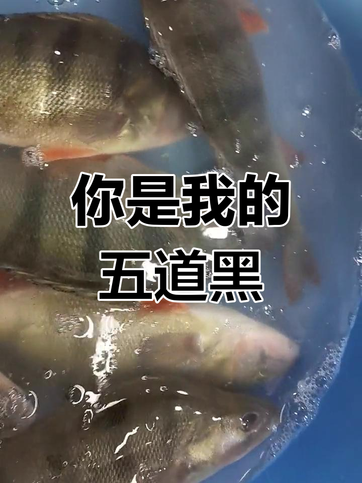 五道黑鱼究竟是什么?