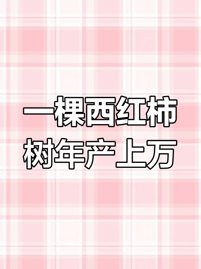 山东寿光西红柿树,一棵结万枚果实,年产量超6300斤