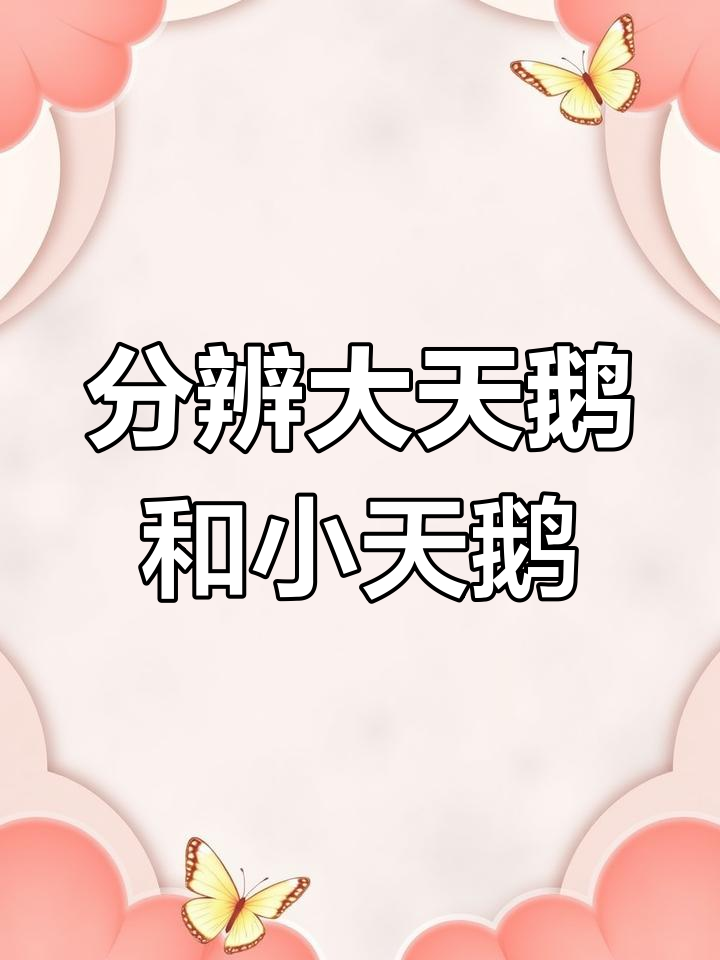 大天鹅与小天鹅的区别解析