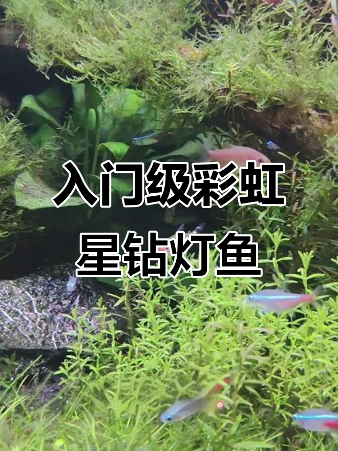 彩虹星钻灯鱼:温和群居,适合新手饲养