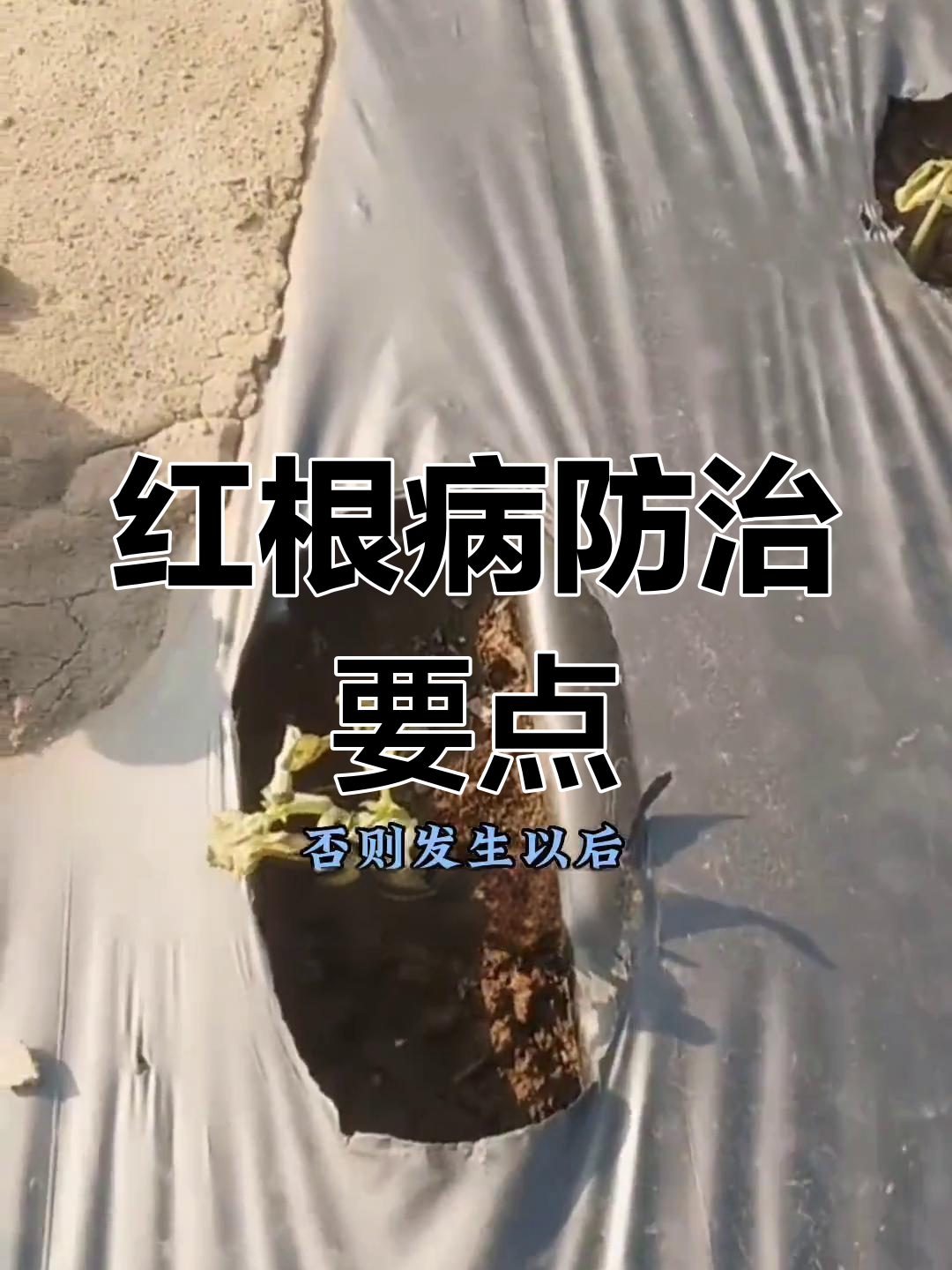 提前预防红根病,避免根部病害发生