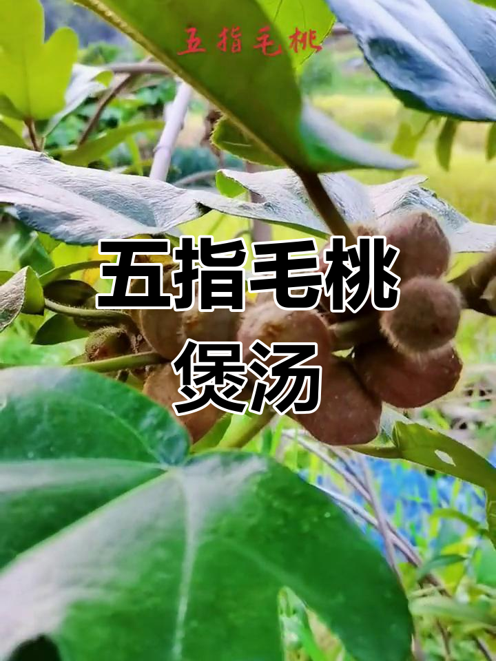 五指毛桃的神奇功效与用途