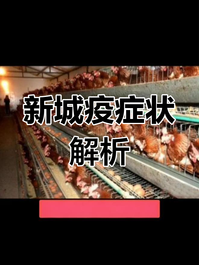 新城疫抗体低鸡的症状分析