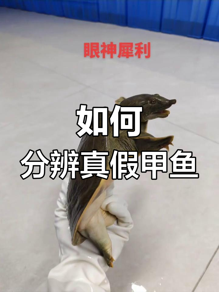 野生甲鱼辨别技巧与营养价值