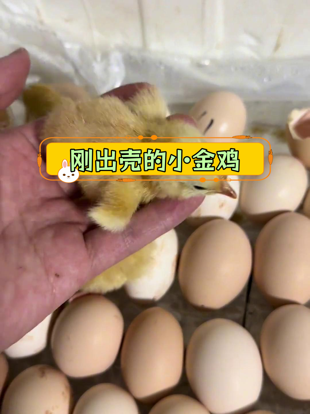 小鸡破壳,萌态十足