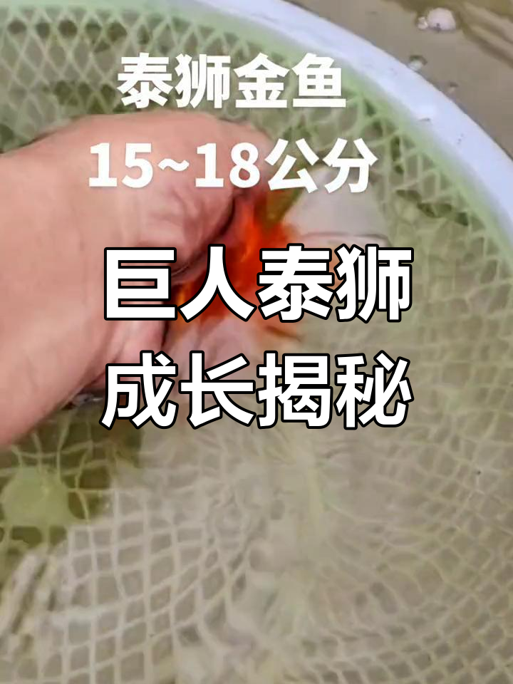 泰狮金鱼能长多大?