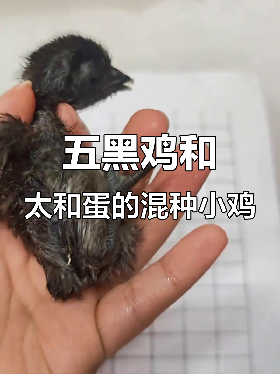 五黑鸡与泰和白凤乌鸡杂交,孵出来的小鸡长啥样?