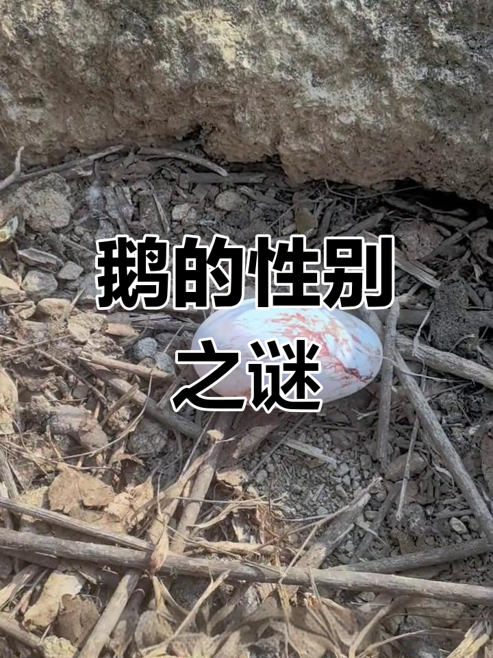 鹅的性别如何辨别?它们能生蛋吗,长得都一样怎么分公母呢?