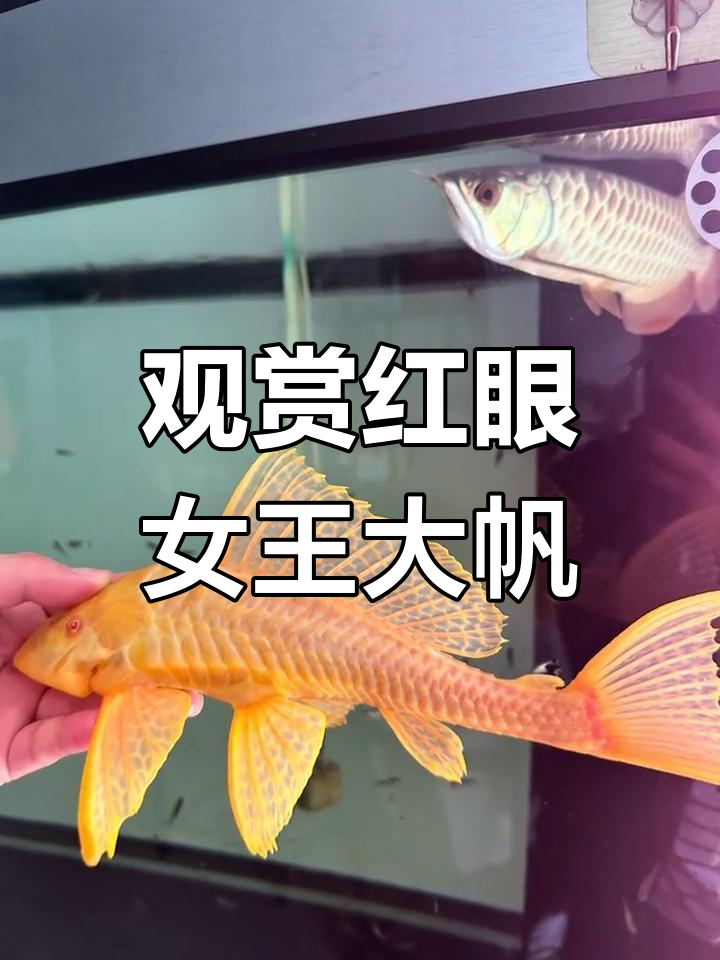 红眼女王大帆清道夫,鱼缸清洁利器