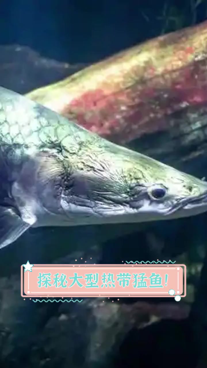 探秘大型热带猛鱼!